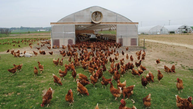 Vital Farms Pasture Raised Eggs Banner