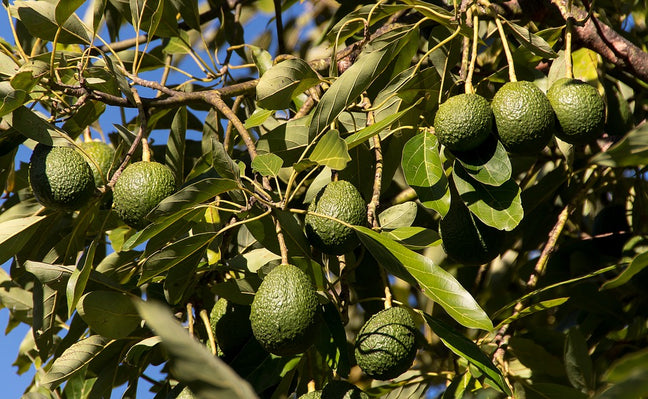 Brokaw Organic Avocado Banner