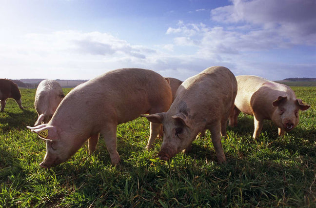Beeler's Heritage Pork Banner