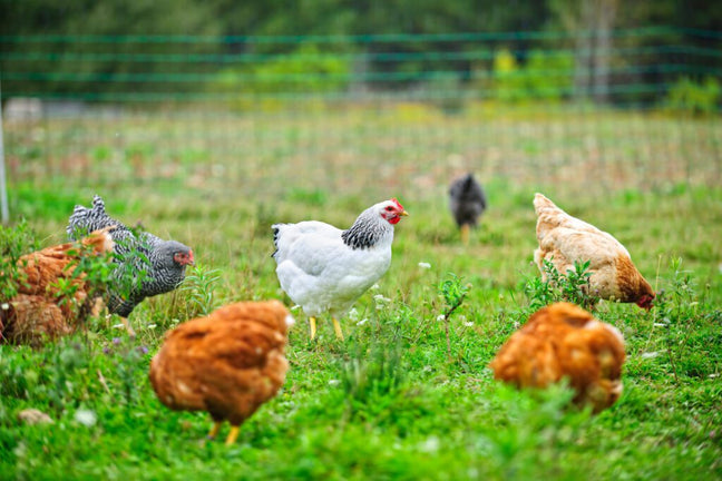 Mary's Organic Chicken Banner