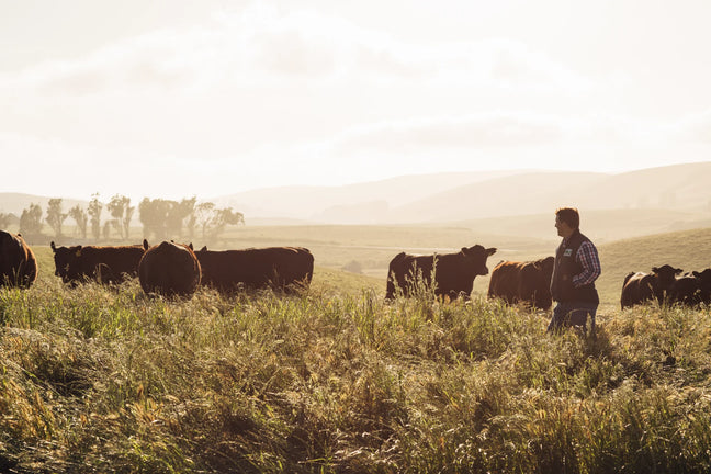 Creekstone Farms Banner